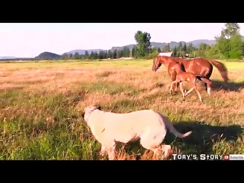 SUPER cute baby horse and her mom!