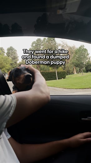 The Dodo on Instagram: "From all alone to meeting the cats 🥰 Andrea and William told us how randomly finding a Doberman puppy turned into the sweetest new family member 🧡"