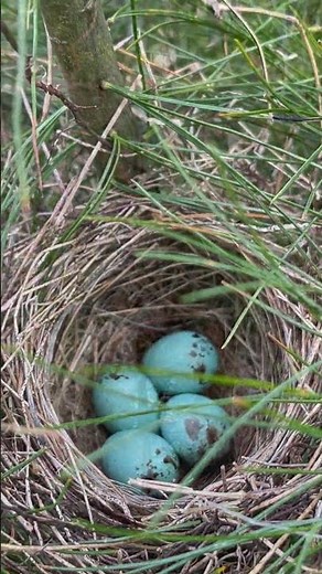 Chipping Sparrow Eggs