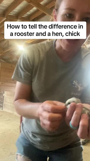 How to Identify Rooster and Hen: Step-by-Step Guide