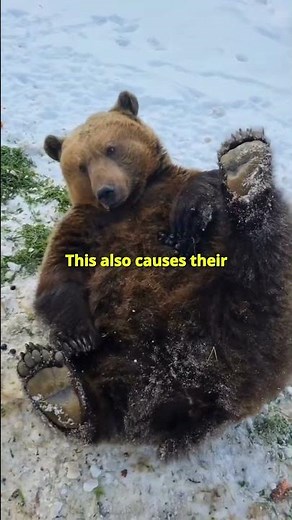 7 Months Without a Bathroom? How Do Bears Do It? 🐻