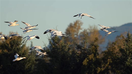 4.8K views · 207 reactions | An Autumn’s Flight 謹  The sound of thousands of snow geese flew overhead. I followed them for around 8 miles to a small field where they landed in front of me. It’s the coolest feeling as you watch them come from afar #wawx #pnw #nature #snowgeese | Photography By Tandem Wheels | Facebook