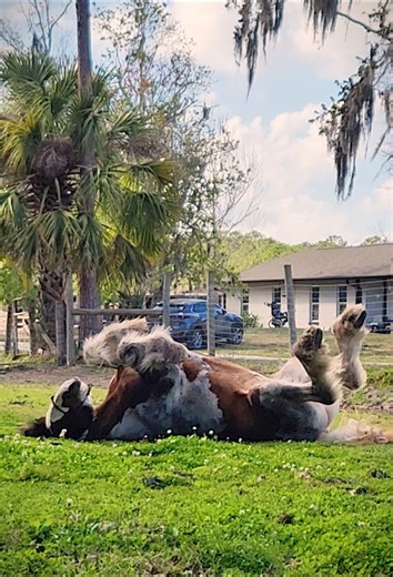 my girl sure loves to roll! 😂♥️