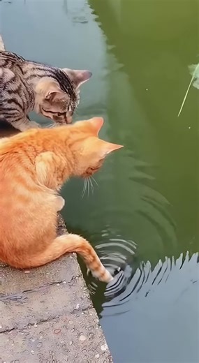Cats Team Up to Catch Fish: A Nature's Bond