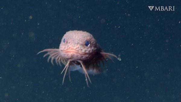 Scientists Discovered a New Fish, and It’s Ridiculously Cute