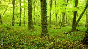 Beautiful green forest, mist with fallen trees and overgrown ivys 4K. Calm scene, outdoor, nature, jungle, fresh, park, woods, fog, hazy, flora, color, ivy, plant, view, pan, ultra hd. ProRes 422 HQ.
