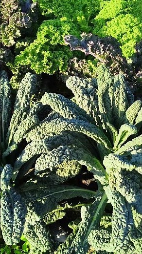 Dinosaur Kale Up Close | Plant Identification & Growing Guid