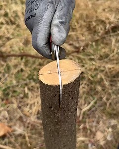 3.7M views · 6.1K reactions | Easy cleft grafting technique | HistoryLens | Facebook