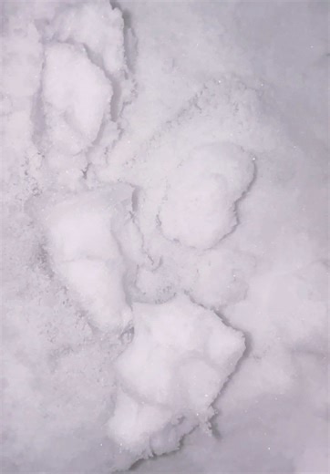 I cannot wait to eat these, were gonna let these bake for a bit 🤤😍🩷❄️❄️❄️#freezerfrost #iceeating #iceaddict🧊 #frosstybae #icelovers #frosty #fyp #frosstybae #asmr #humidifierfreezerfrost #frost