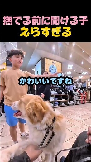撫でる前に聞ける子えらすぎる #ボーダーコリー#オーストラリアンシェパード#ペットマナー#わんこ#大型犬#ペットマナー#ほっこり