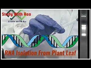 RNA Isolation from plant Leaf with The Help of Trizin Reagent