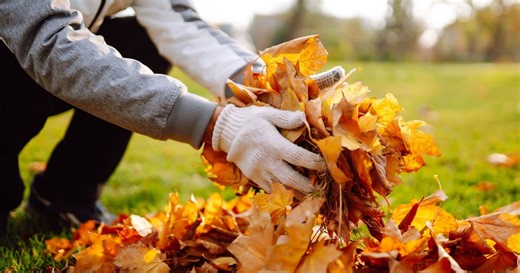 Gardening expert shares advice on creating leaf mulch