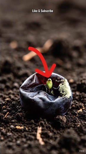 From Decay to Life: Grape Rot to Vine Growth Time-Lapse #shorts #timelapse #bloomlapse2510