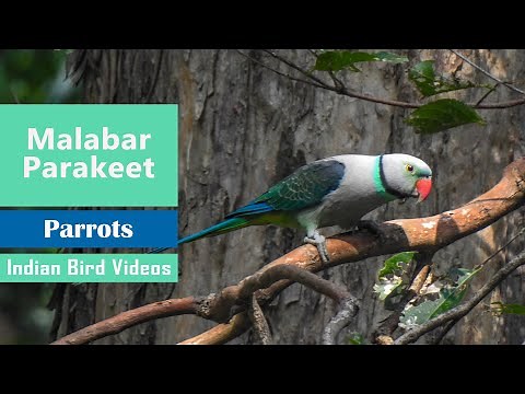 The blue-winged parakeet, also known as the Malabar parakeet (Psittacula columboides)