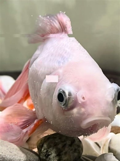 I’M STILL STANDING #shorts #viral #youtubeshorts #goldfish #pets #fish #memes #subscribe #trending