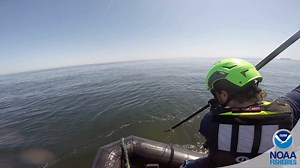 Today is Marine Mammal Rescue Day! We are grateful to all of our partners who help us coordinate rescue efforts for marine mammals in distress, like this team who recently helped an adult gray whale entangled in a gillnet off Southern California’s Palos Verdes Peninsula. They used aerial drones and underwater cameras to document the entanglement. They found the net was tightly wrapped around the whale’s peduncle. The net had caught on a rock crab trap on the bottom, tying the whale in place. Aft