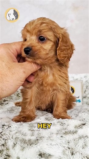 Say hello to Clay, the F1 Cavapoo boy with soft curls, warm eyes, and a heart shaped perfectly for snuggles! 🐾🤎 Hypoallergenic, gentle, and full of charm, Clay is the perfect little companion for cozy cuddles, playful afternoons, and all the love you could ask for. He’s sweet, loyal, and always ready to be by your side — the kind of pup who makes every day feel softer and brighter. 🐶✨ Comes with: ✅ Direct Home Delivery ✅ 24/7 Lifetime Vet Support ✅ Microchip & Health Certificate ✅ 3–Year Heal