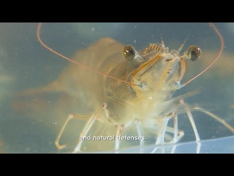 Farm product range video - INVE Aquaculture