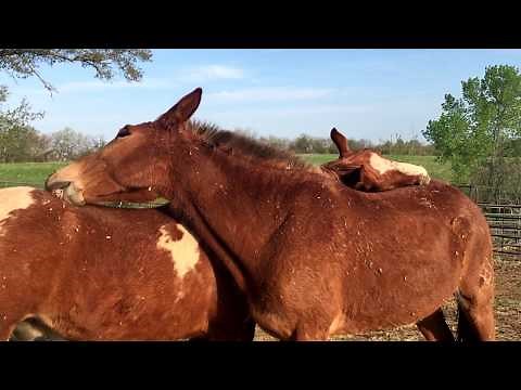 Horses Grooming Each Other