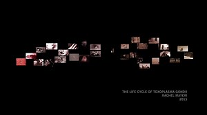 Documentation of the Life Cycle of Toxoplasma Gondii