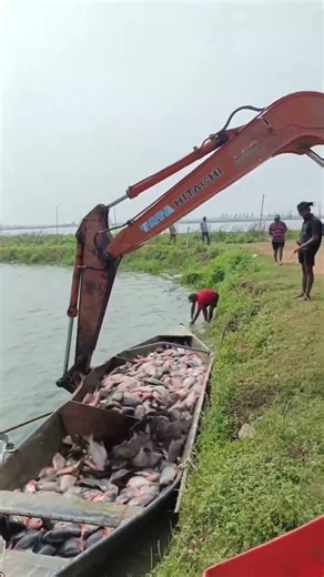 The process of moving fish using an excavator #shorts