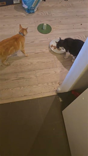 My 2 cats at lunch part 2 🐈🍤🐔