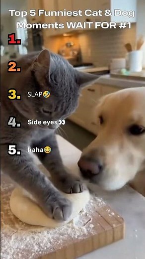 Top 5 Funniest Cat & Dog Moments You Can’t Stop Laughing At 😂🐶🐱 | Try Not to Laugh Challenge