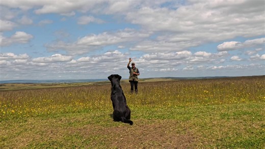This weeks masterclass is with Fran from @tarncraggundogs In this video Fran will demonstrate how to introduce a dog to directional cues, she also explains how you can add on to this as your dog progresses! We hope you enjoy, and please tag us in your training progress, we love to see it! #gundogsoftiktok #gundogtrainingtips #fyp #labrador #NGC