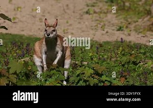 The agile wallaby, Macropus agilis also known as the sandy wallaby is a species of wallaby found in northern Australia and New Guinea.