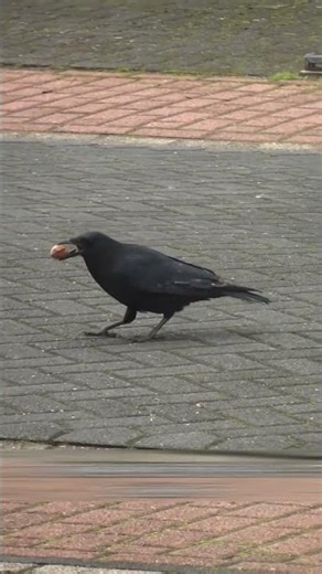 The Smartest Crow Ever? Genius Bird Cracks a Walnut Using Cars!#facts #funfacts