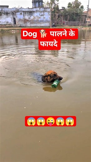 ये Dog 🐶 सिर्फ़ एक ऑर्डर पे कुछ भी कर देता है | #germanshepherd #dogtraining #dog