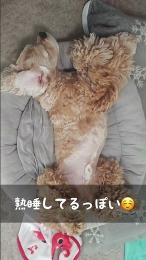 寝返りも可愛い（コッカースパニエル）
