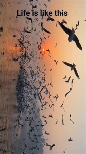 love this video 💗 sukoon place sun sit time in this life 🥰 #viral #yutubeshorts #shortsfeed