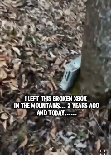 Strange Findings in the Woods: A Creepy Experiment