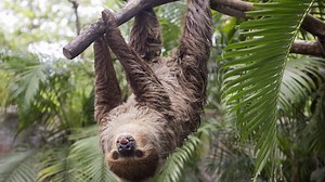 The 400 Most Fitting and Clever Sloth Names