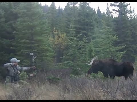 Coolest Moose Hunt Ever With Compound Bow. HD