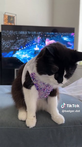 I can’t even begin to tell you how challenging this was to film and time against the tour playing in the background. Badger was a pro as usual. Catdad on the other hand. 😬😬🤦🏻‍♀️ Countless takes showing him to make the chiffon flow, when to lift up the covering from Badger. It. Was. Excruciating. 🤣 Working with animals?! Easy peasy. Working with ancient catdads? The single most difficult 20 minutes of my life. 🤣🤣 Also what’s with Badger’s face right before the “oh hi!!” at the end?! 🤣😍🤩