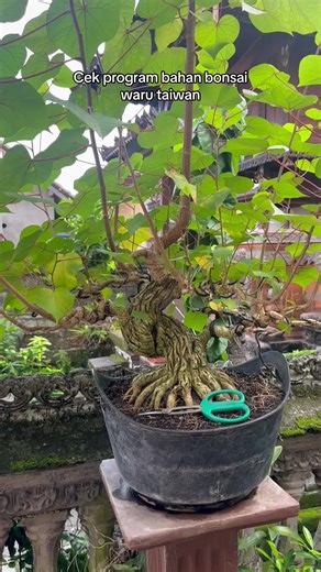 Pecinta bonsai waru mana suaranya😁✨ #bonsai #bonsaibali #bonsaiindonesia #fyp