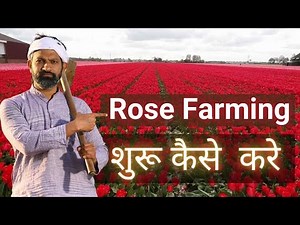 Important tips to start rose farming