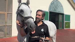 Catching up with former American champion and now multiple Group 1 winner RB Rich Lyke Me at his homebase of Grandstand Stables in Dubai where the grey stallion bred by RoseBrook Farm in Florida has now become one of the leading Arabian racehorses in the world for Victorious, trainer Fawzi Nass, and jockey Adrie de Vries | Arabian Jockey Club