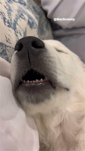 SLEEPING PUPS THAT WILL MELT YOUR HEART 🐶💤