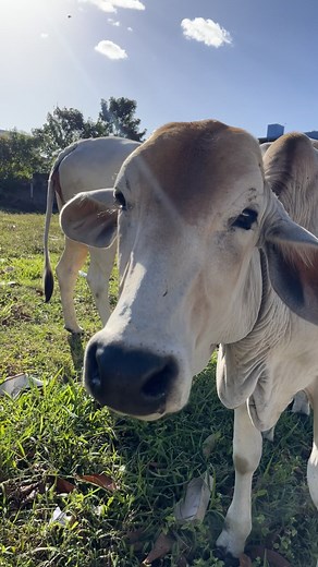 Mooing Cow Video! Enjoy the Funny TikTok of a Playful Vaca 🐄