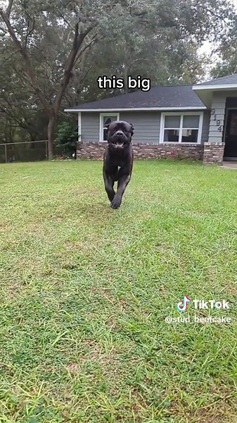 English Mastiff Growth Transformation