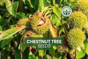 5 Chestnut Tree Seeds: Hardy Edible Nut Tree - Non-gmo - Etsy