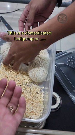 African Pygmy Hedgehog Genus: Atelerix Species: A. Albiventris Owner: KRDS HAMSTERS / Giorgina's Hamstery #hedgehog #pets #petlovers #wheninmanilaph #wheninmanilapets #wimpets #cute | When In Manila Pets & Animals