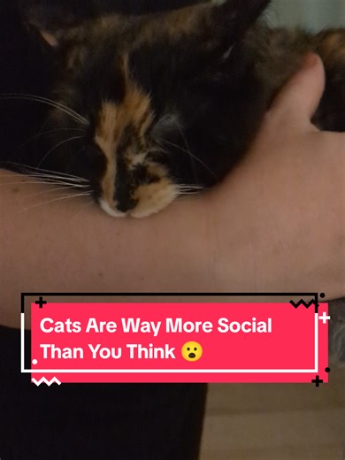 Understanding the Social Nature of Cats