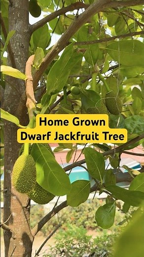 Dwarf Jackfruit Tree at Home