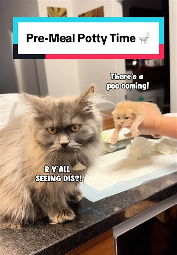 When caring for neonatal kittens, you basically become their mama cat, and yes, that includes helping them go potty. At this age, they cannot pee or poop on their own yet because they are still so tiny and do not have enough muscle control. Normally, mama cat would lick them to stimulate them after feedings, but since she is not here, I have to step in and do the job myself. So before every bottle feeding, I use a soft tissue or unscented wet wipe to gently help each baby pee and poop. Glamorous