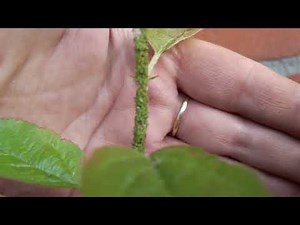 How to Get Rid of Aphids in 1 Night! | Dish Soap Spray for Aphid Control 🌿🧼