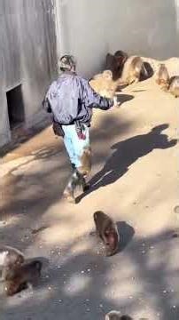 Cute monkey #edm #remix #dance #funny #cover #music #funnypost